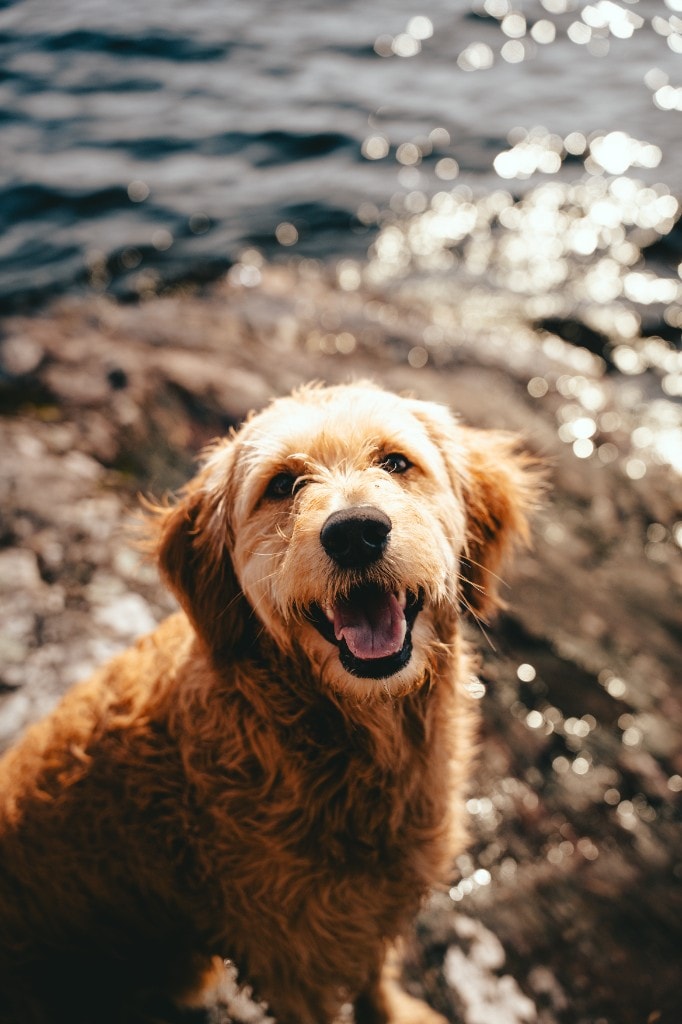 Nærportrett av Salto goldendoodle med åpen munn mot vann i bokeh