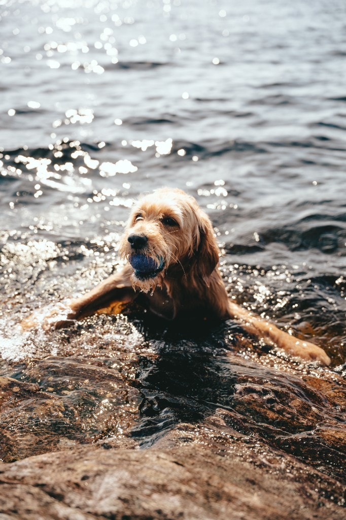 Salto goldendoodle i vannet med blå ball i munnen