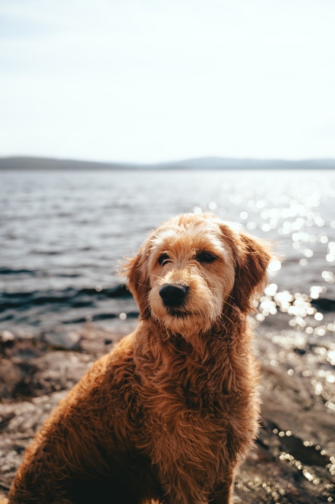 Salto goldendoodle ved vannkanten med glitrende vann i bakgrunnen