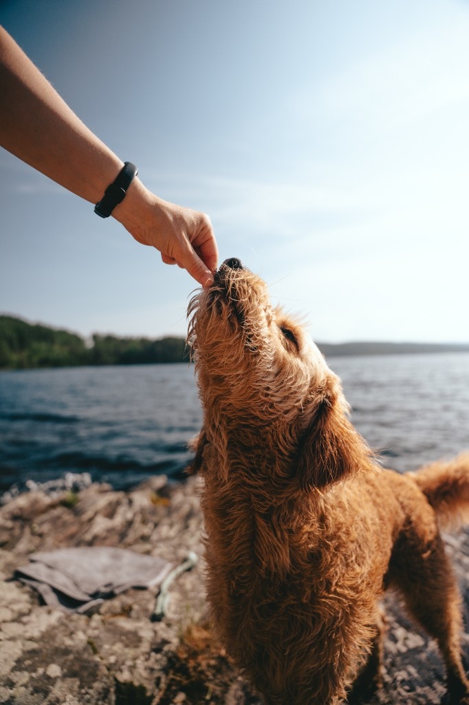 Salto goldendoodle får godbit på steinete strand ved innsjø