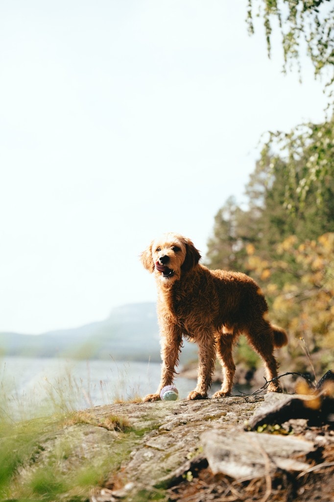 Salto goldendoodle på stein med tennisball foran innsjø og fjell