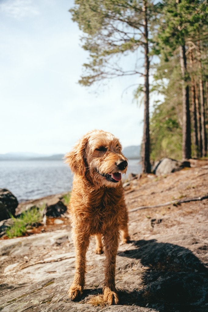 Salto goldendoodle stående på steinete strandkant blant furutrær