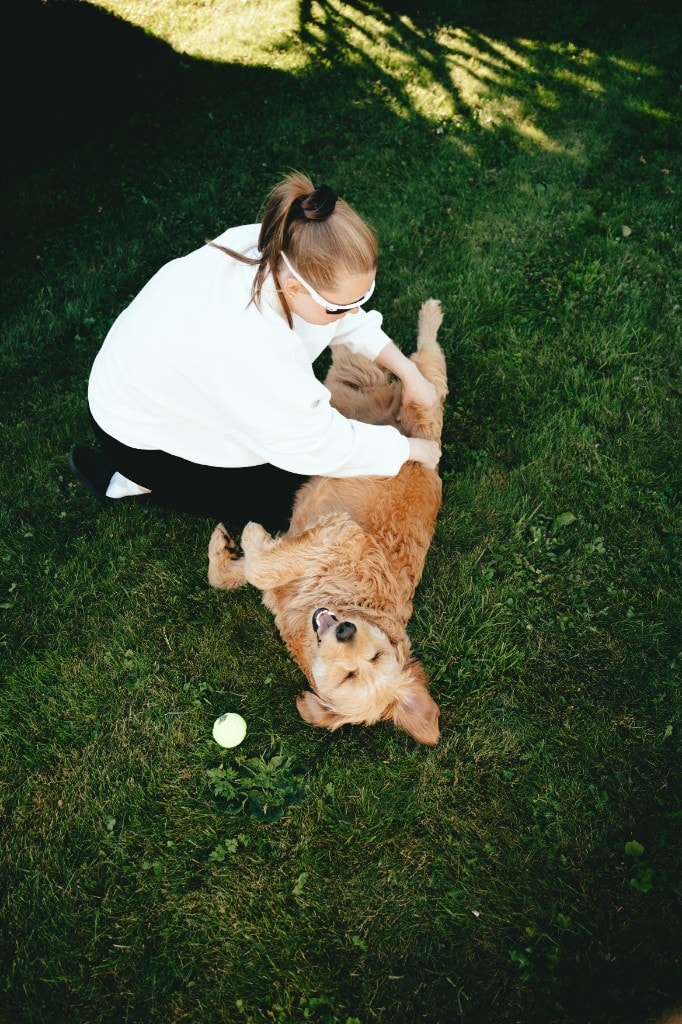Salto goldendoodle liggende på ryggen i gresset mens eier klapper magen