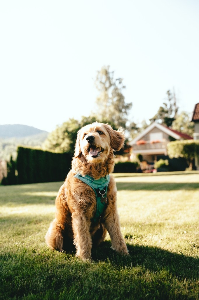 Salto goldendoodle sittende i sollys på plen med turkis seletøy